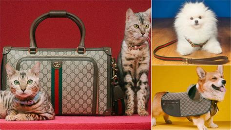 feline gucci belt|gucci pet collection.